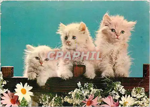 Cartes postales moderne Chats