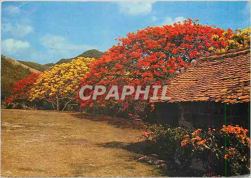 Cartes postales moderne Martinique Flamboyant jaunes et rouges