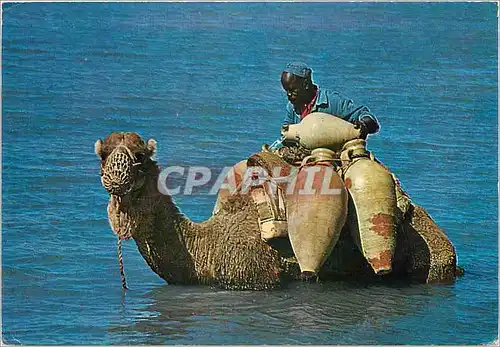 Cartes postales moderne Djerba Ce n'est pas la mer a boire