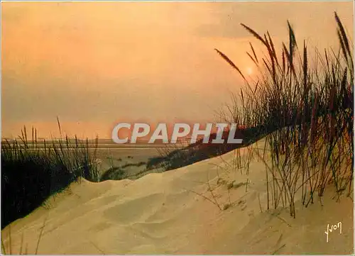 Cartes postales moderne La Cote d'Opale Coucher de Soleil dans les Dunes