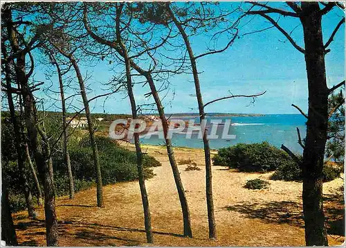 Cartes postales moderne Talmont Saibt Hilaire (Vendee) Plage de Bourgenay vue a travers les Arbres