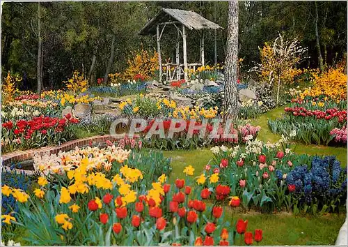 Cartes postales moderne La Tranche sur mer (Vendee) Cote de lumiere cote de Fleurs les Floralies