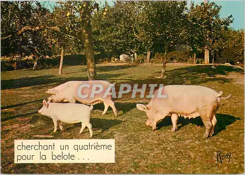 Cartes postales moderne Cherchant un quatrieme pour la Belote en vacances Cochons Porc