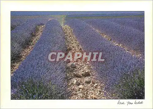 Cartes postales moderne Provence