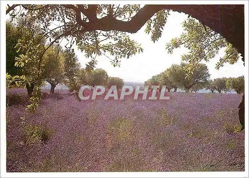 Moderne Karte Provence Amandiers et champs de lavande