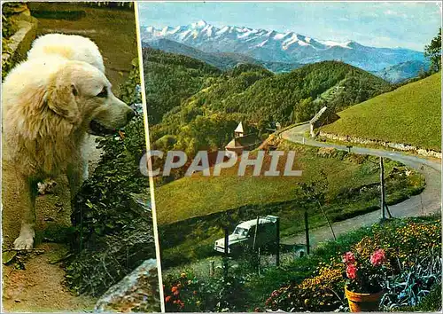 Cartes postales moderne Sites Pyrenees Le col de Port le chien des Pyrenees