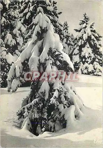 Cartes postales moderne Images de Chez Nous en hiver Mon petit sapin