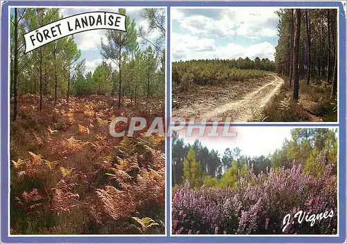 Moderne Karte Visage des Landes A la decouverte de la foret Landaise