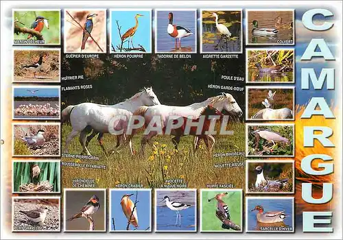 Cartes postales moderne En Camargue