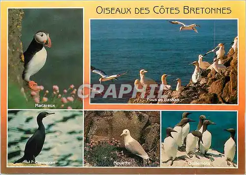 Moderne Karte Oiseaux de mer de la cote bretonne