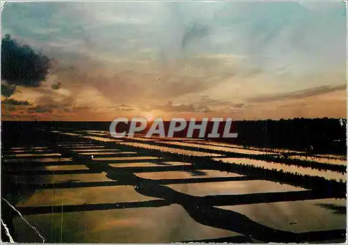 Cartes postales moderne Coucher de soleil sur les Claires