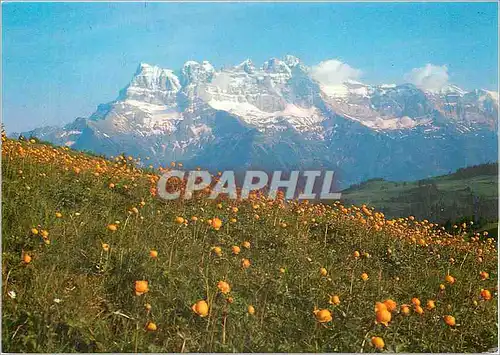 Cartes postales moderne Chatel Haute Savoie dans les alpages de Super Chatel un champ de trolles