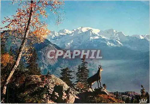 Cartes postales moderne Le Chamois des Alps