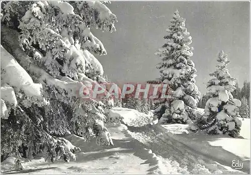 Cartes postales moderne Images de chez nous en hiver Promenade en foret l'hiver