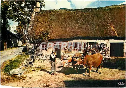 Cartes postales moderne En Limousin La ferme au toit de chaume Vaches Attelage Folklore