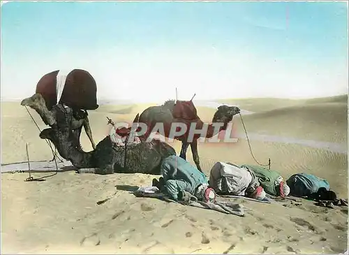 Cartes postales moderne Scenes et Types La priere au desert Chameau