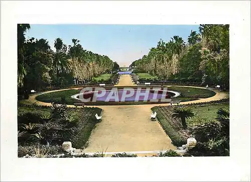 Cartes postales moderne Alger Jardin d'Essai