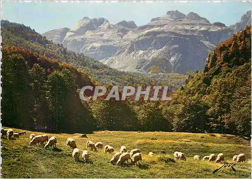 Cartes postales moderne Les Pyrenees Paturage en haute montagne