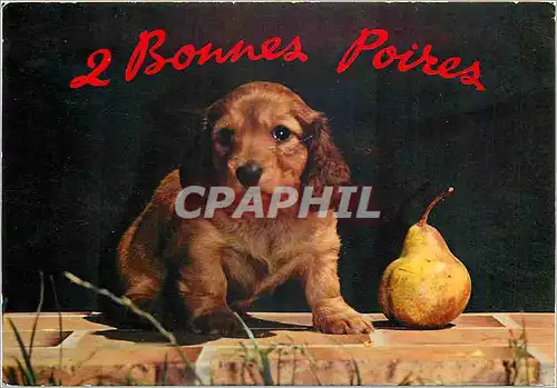 Moderne Karte Bonnes Poires Chien