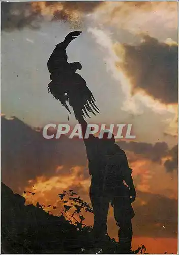 Cartes postales moderne Volerie des Aigles Chateau de Kintzheim Alsace