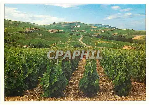 Cartes postales moderne Au coeur du Vignoble