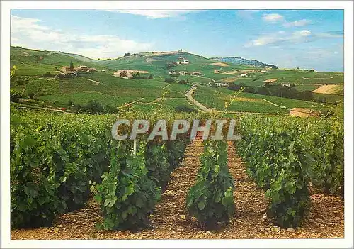 Moderne Karte Au coeur du Vignoble