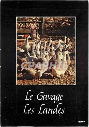 Cartes postales moderne La France Les Landes Touristiques La Gaveuse d'Oie