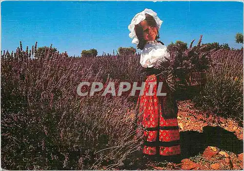 Cartes postales moderne La Lavande en Provence Enfant Folklore