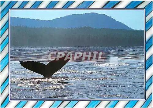 Cartes postales moderne Baleine