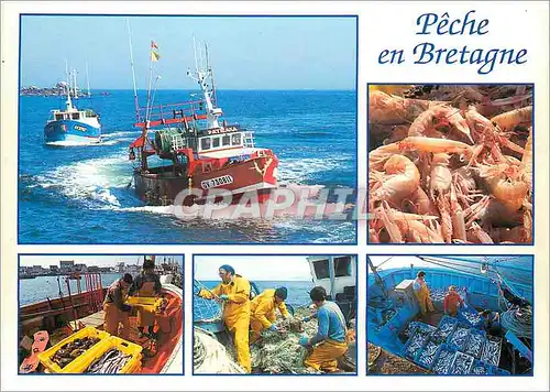 Cartes postales moderne Peche en Bretagne Langoustines poissons de chalut araignees sardines