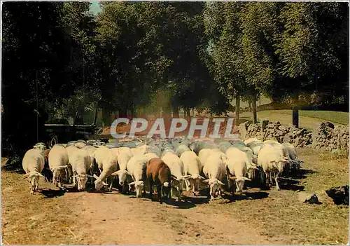 Cartes postales moderne En parcourant l'Auvergne Moutons