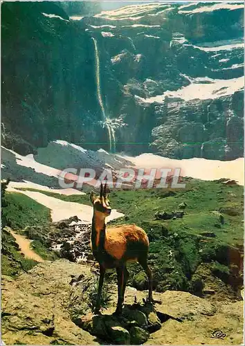 Cartes postales moderne Gavarnie Isard des Pyrenees tire par M Pierre Vergez Lacoste a Gavarnie HP