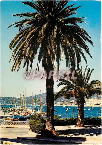 Cartes postales moderne Sainte Maxime Var Vue sur le Port