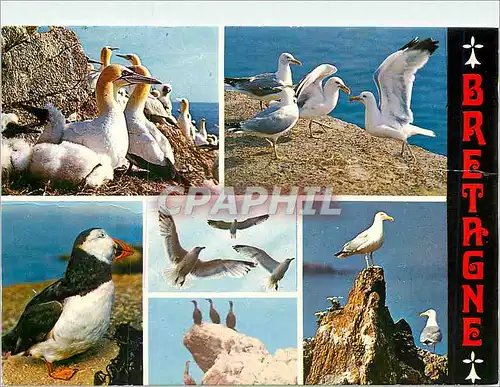 Cartes postales moderne Les Oiseaux de Mer de nos cotes fou de Bassan goelands argentes