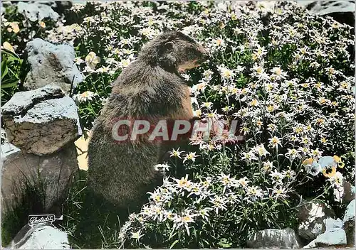 Cartes postales moderne Animaux des Alpes La petite Marmotte et les Edelweiss