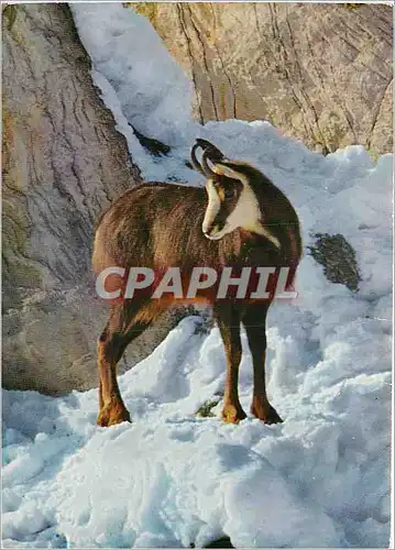 Moderne Karte Rupicapra rupicapra L Chamois