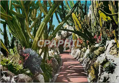 Cartes postales moderne Principaute de Monaco Le Jardin Exotique Vision hallucinante voute de candelabres geants