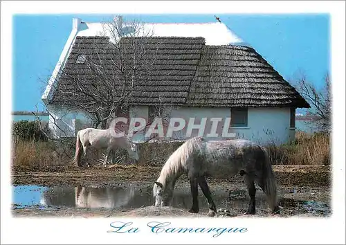 Cartes postales moderne La Camargue Cheval