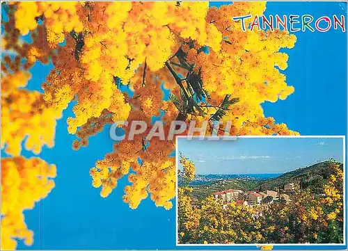 Cartes postales moderne Tanneron Route d'Or Janvier Fevrier Mars
