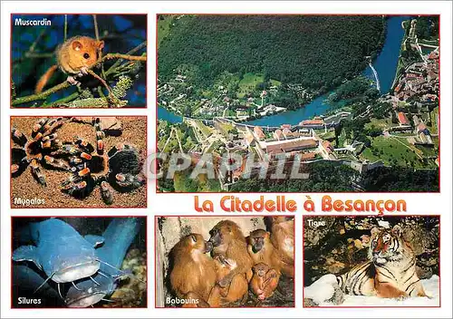 Cartes postales moderne Besancon Doubs La Citadelle a Besancon