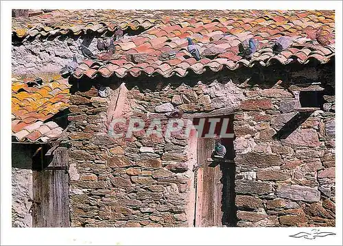 Cartes postales moderne Des couleurs qui roucoulent