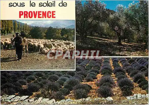 Cartes postales moderne Sous le soleil de Provence