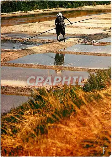 Cartes postales moderne Ile de Re Ramassage traditionnel du sel dans les marais salants