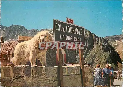 Moderne Karte Les Pyrenees Chien de Montagne au Col du Tourmalet Chien