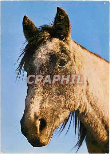 Moderne Karte Cheval de la Camargue