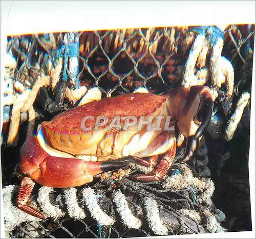 Moderne Karte Les Homardiers de la Cote la Signature des Specialistes Criee de Loquiry de la Mer