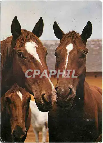 Cartes postales moderne Hungarian full blooded horses Stud Sutveny