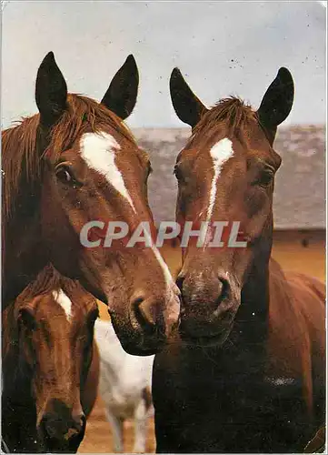 Moderne Karte Hungarian full blooded horses Stud Sutveny