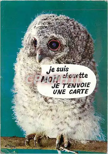Cartes postales moderne Animaux Humoristiques La Chouette