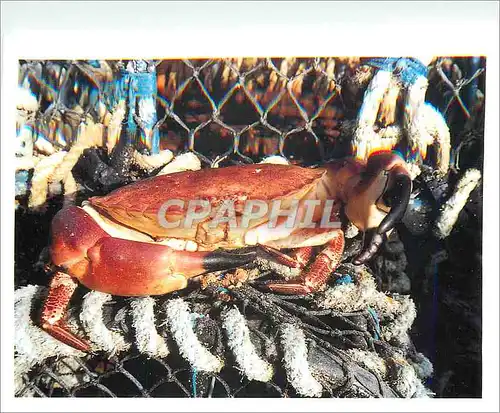 Ansichtskarte AK Les Homardiers de la cote la Signature de Specialistes Criee de Loquivy de la Mer  Homard